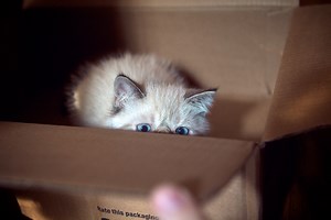 6 Things Your Cat Should Never Treat as a Toy - Petful