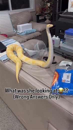What was my Ball Python looking at? WRONG ANSWERS ONLY😂🐍