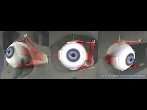 Part 2 of 9 - Superior rectus muscle
