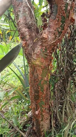 Bald Indian tree (mulatto stick)