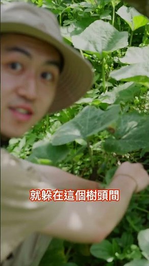 【台灣生態特輯 EP1】發現鬼艷鍬形蟲！
