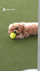 Puppy At The Tennis 🐶 | Tennis TV