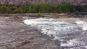 32K views · 348 reactions | The salmon are back! Make your way to the Ganaraska River or Corbett's Dam to witness the fish jump the ladder. A "must see" Port Hope experience. https://visitporthope.ca/fishing | Port Hope Tourism | Facebook