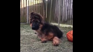 German shepherd puppys are so adorable 😍😍 Watch the full video: https://youtu.be/kzjaR-YZj9I | Dogs Life
