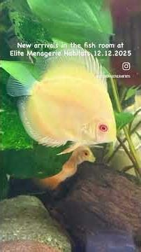 New arrivals in the fish store @ Elite Menagerie Habitats 12.12.2025 #fishroom #fishstore #emh