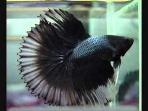 Betta Splendens Tail Types