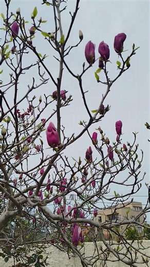 Magnolia tree blooming before growing leaves 🌸 Real nature sounds | Spring blossoms •Relaxing Garden