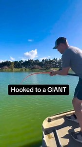 99K views · 1K reactions | What is this giant river monster on the hellcat rod #catchthefever #angler #ctfnation #fishermen #nextlevel #alligator | Catch The Fever | Facebook
