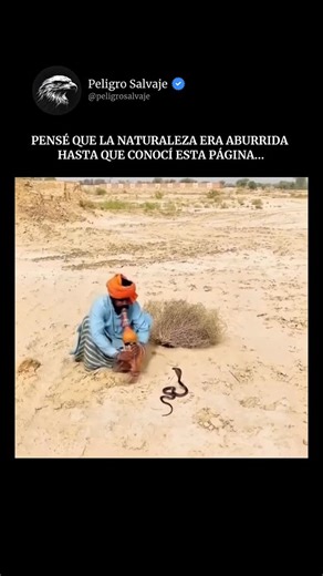 Peligro Salvaje on Instagram: "No están hipnotizando a la cobra… están engañando sus sentidos. 🐍☠️ El instrumento se llama pungi, tradicional de la India y usado desde hace siglos por los encantadores de serpientes. Está hecho con una calabaza que almacena el aire y dos tubos de bambú: uno crea la melodía y el otro mantiene una nota continua. Pero aquí está el secreto que pocos cuentan. Las serpientes no escuchan la música. Como reptiles, tienen una audición limitada y reaccionan principalmente
