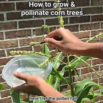 Growing Corn from Seed to Harvest | Tips to Hand Pollinate Corn for Better Kernel Development