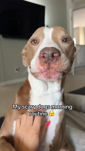 29K views · 548 reactions | Morning routine 殺 #morning #routine #mornings #fyp #asmr #dogs | beautiful dogs lover | Facebook