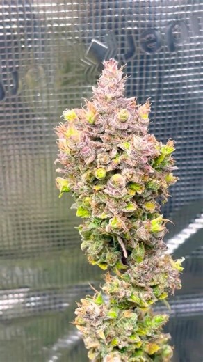 Marijuana Harvest – I didn't expect this!