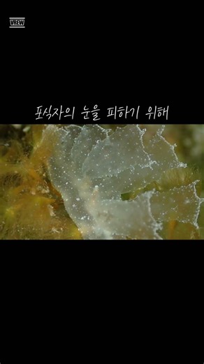 초록잎갯민숭이 #생물도감#해양무척추동물 #한국의갯민숭달팽이 #scubadiving