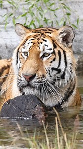 Get closer than ever to some of the world’s most iconic and endangered big cats. 🦁 Our Big Cat Encounters offer an unforgettable opportunity to learn from the keepers who care for them, hear their rescue stories, and experience the Sanctuary from a whole new perspective ✨ Every booking directly supports the future of big cats here at the Sanctuary and around the world. 🌍 | The Big Cat Sanctuary