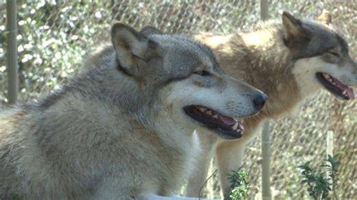 Florida wolf preserve seeks to delay eviction in court