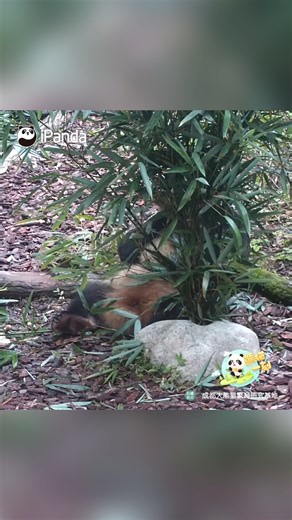 It's always so funny to see a panda frightening herself. (He Hua) #panda #funny #HiPanda #PandaMoment #ChengduPandaBase #PandaFun For more panda information, please check out: http://en.ipanda.com | iPanda