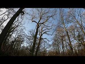 Guitarra Azul - Adore