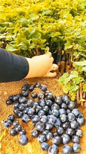 From Grapevine Cuttings to Garden Plants #short #farming #organic #harvesting #farmtips #shortsfeed