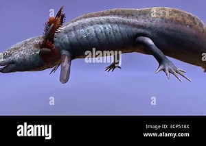 3D animation reveals axolotl regenerating limbs, spinal cord, and organs through cellular reprogramming Stock Video Footage - Alamy