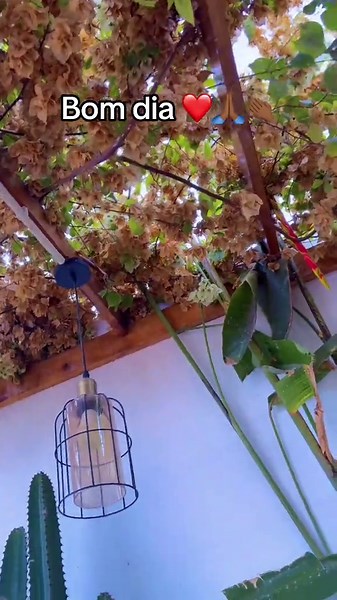 Carla Java (@carla.java)’s videos with LOVE THERAPHY - FELIS TIGRIS