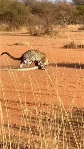 Leopard tackles massive python — coil vs claws insanity