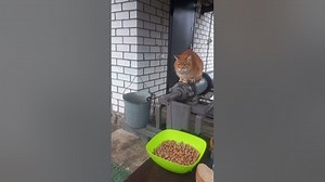 What Should a Cat Eat?