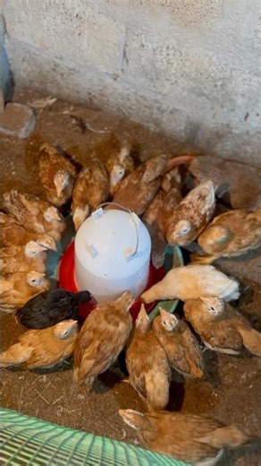 DIY Chicken Waterer Upgrade! 💧🐓 #shorts