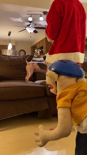 The dog doesn’t like me that much