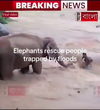 Elephants helping people survive in the middle of this devastation in Nepal. Sometimes God sends help in the most unexpected ways. Truly Remarkable to witness.It is a miracle. ✝️ https://t.co/PIIcdt0Msf