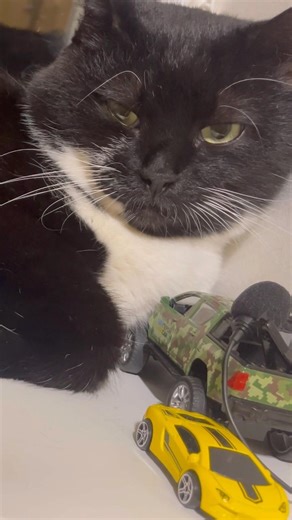 Purring Cat sound for Relaxation. Purr. Cat purring. Sweet video for relaxation #purr #cutecat