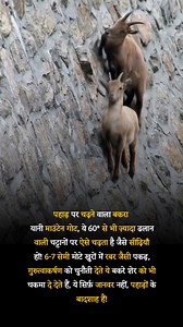 1.6M views · 10K reactions | Mountain Goat #Wildlife #Nature | Gk update | Facebook