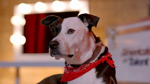 1.6M views · 21 reactions | Nothing will stop Heather and Bogart from chasing their dreams.  #AGT Catch America's Got Talent Tuesdays at 8/7c on NBC and streaming on Peacock TV. | Fremantle US | Facebook