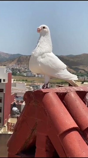 white pigeon flying video white pigeon sounds King white pigeon pair