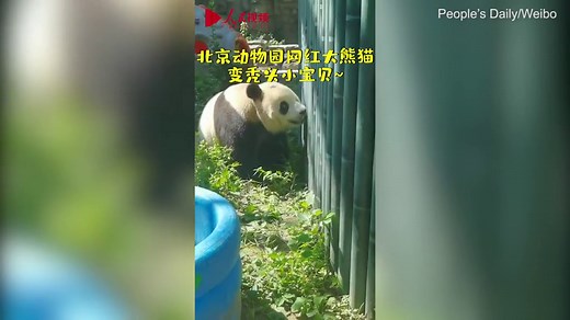 Panda is spotted 'suddenly going bald' at zoo in China