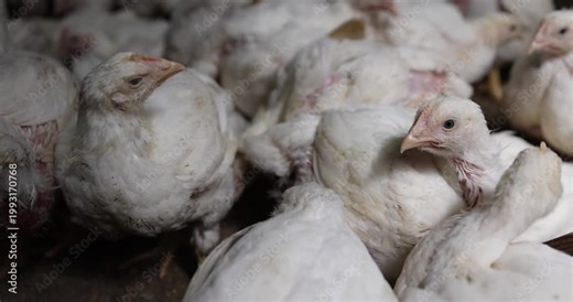 a large number of large fat broiler chickens that are raised in a rural poultry farm, some of the large fat chickens without feathers, meat breed chickens