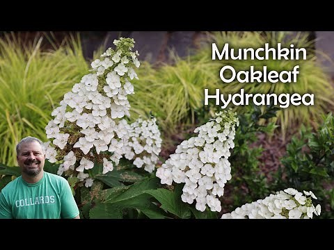 'Munchkin' Oakleaf Hydrangea - Hydrangea Quercifolia 'Munchkin'