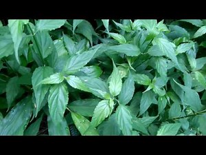 snake grass plant (Clinacanthus nutans) | Herb Plant | Exotic Plant