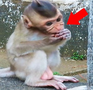 5.1K views · 159 reactions | Million Pity...!! Baby Monkey abused by her Mother Baby Monkey for not listening to her Mother Baby Monkey advice | Monkey Daily TV | Facebook