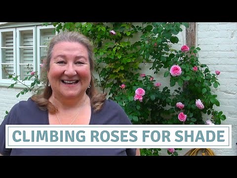 Climbing Roses For Shade / Pruning Update / David Austin James Galway Roses