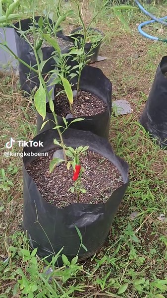 yang penting ada #caberawit