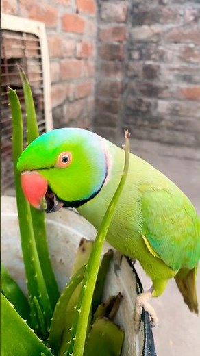Talking parrot video # Indian Ringneck parrot video #nonstoptalkingparrot #viralvideo #talkingparrot