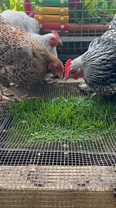 How to grow wheat fodder for your chickens! 1: Get feed wheat from your local feeder merchants 2: Fill half a jar/pot/tub with wheat 3: Cover with water - the wheat will expand so don’t fill too full! 4: Soak for 24 hours 5: Rinse with clean water and spread on a tray with drainage holes about 1/2 inch thick (I use an old seed tray) 6: Mist/shower with water daily (don’t let get too wet or will go mouldy) 7: Shoots take a few days to appear and then start to go green over the next week! 8: Serve