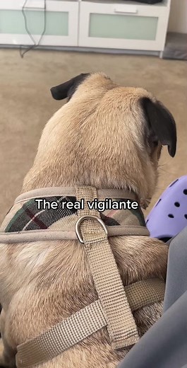 Rocky the pug on TikTok