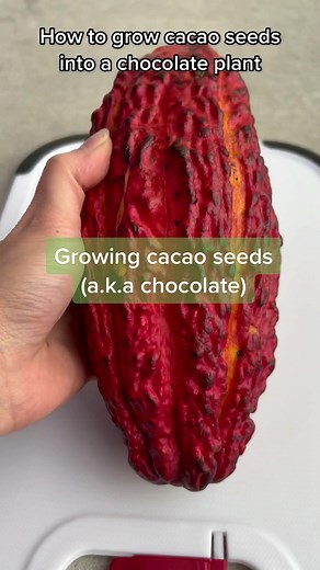 Growing Cacao Seeds into a Chocolate Plant