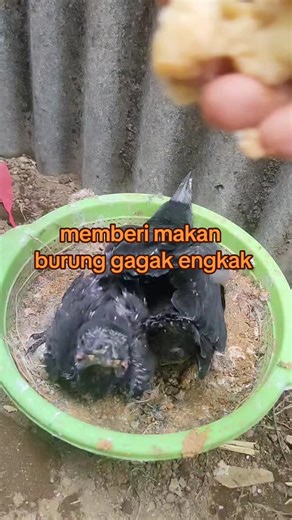 Burung Gagak Makan: Menarik Perhatian di Alam