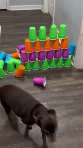 Chihuahua big fail #chihuahuafanclub #chihuahua #dog #dogshorts