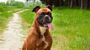 Boxers: The Upbeat and Playful Dog Breed With a Protective Nature