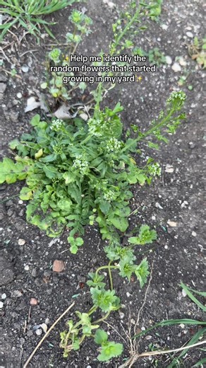 Identifying Cute Backyard Flowers