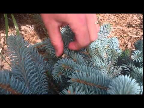 Ground Effects, Sioux Center