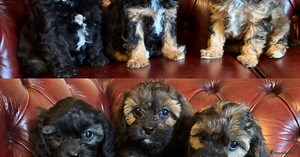 F1 cavapoo stunning unusual colours